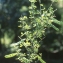  Liliane Roubaudi - Cytisus arboreus subsp. catalaunicus (Webb) Maire [1932]