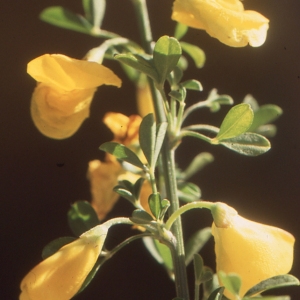 Photographie n°192111 du taxon Cytisus arboreus subsp. catalaunicus (Webb) Maire [1932]