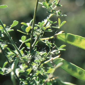 Photographie n°192112 du taxon Cytisus arboreus subsp. catalaunicus (Webb) Maire [1932]