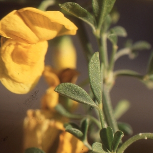 Photographie n°192114 du taxon Cytisus arboreus subsp. catalaunicus (Webb) Maire [1932]