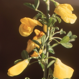  - Cytisus arboreus subsp. catalaunicus (Webb) Maire [1932]