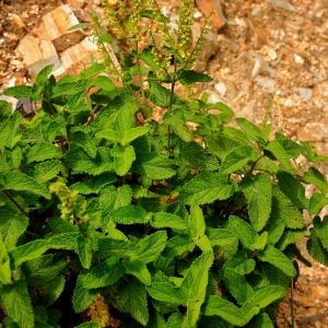 Photographie n°192147 du taxon Teucrium scorodonia L. [1753]