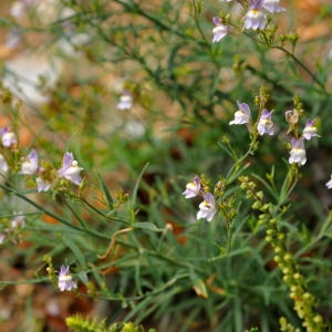 Photographie n°192148 du taxon Linaria repens (L.) Mill.