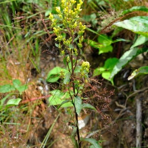  - Solidago virgaurea L. [1753]