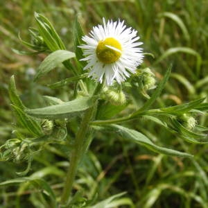 Photographie n°192156 du taxon Erigeron annuus (L.) Desf. [1804]