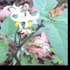 Photographie n°192193 du taxon Solanum nigrum L. [1753]