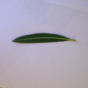 Photographie n°192250 du taxon Nerium oleander L. [1753]