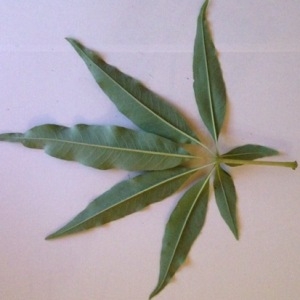 Photographie n°192255 du taxon Vitex agnus-castus L. [1753]