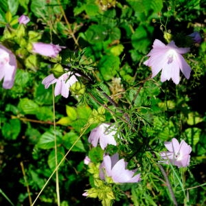 Photographie n°192265 du taxon Malva moschata L. [1753]