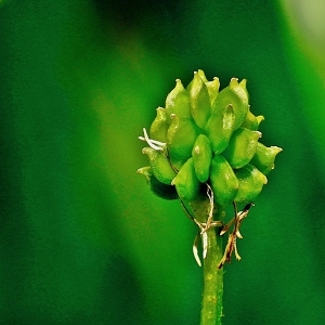  - Ranunculus parviflorus L. [1758]