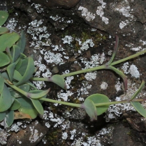 Photographie n°192308 du taxon Petrocoptis pyrenaica (J.P.Bergeret) A.Braun ex Walp.