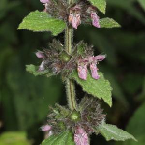 Photographie n°192325 du taxon Stachys alpina L.