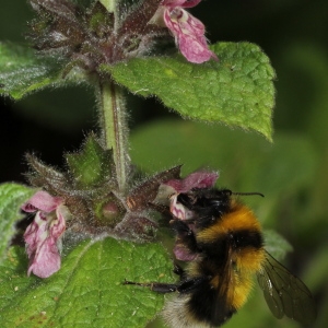 Photographie n°192327 du taxon Stachys alpina L.