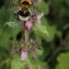  Marie  Portas - Stachys alpina L.