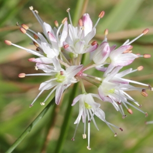 Photographie n°192351 du taxon Allium ericetorum Thore