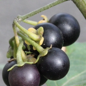 Photographie n°192353 du taxon Solanum nigrum subsp. nigrum 