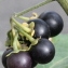 Marie  Portas - Solanum nigrum subsp. nigrum 