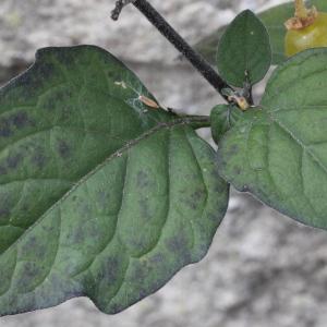  - Solanum nigrum var. flavum (Dunal) Rouy