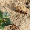  Marie  Portas - Calystegia soldanella (L.) Roem. & Schult.