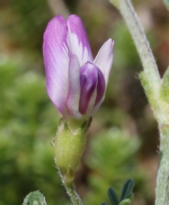 Marie  Portas, le 29 août 2013 (Lit-et-Mixe)
