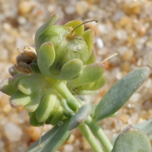 Photographie n°192369 du taxon Linaria thymifolia DC.