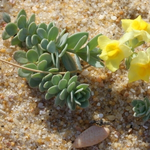 Photographie n°192370 du taxon Linaria thymifolia DC.