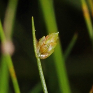 Scirpus clathratus Boreau (Isolépis sétacé)