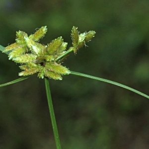 Pycreus flavescens (L.) P.Beauv. ex Rchb. (Souchet jaunâtre)