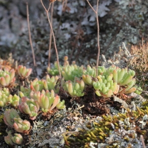 Sedum hirsutum All. subsp. hirsutum (Orpin hérissé)