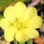  Marie  Portas - Oenothera suaveolens Desf. ex Pers. [1805]