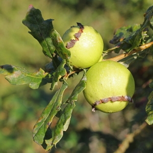 Photographie n°192398 du taxon Quercus robur L. [1753]