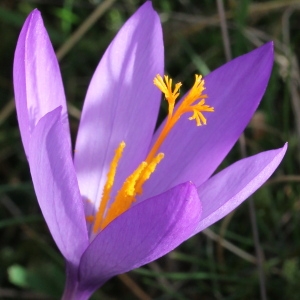 Photographie n°192416 du taxon Crocus nudiflorus Sm.