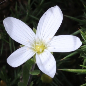 Arenaria montana L. (Sabline des montagnes)