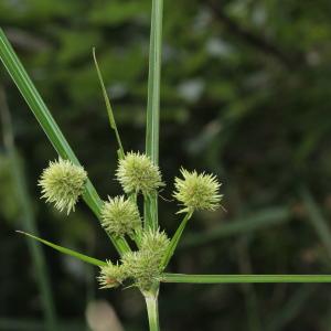 Photographie n°192423 du taxon Cyperus rigens C.Presl