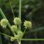  Marie  Portas - Cyperus rigens C.Presl