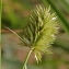  Marie  Portas - Cyperus rigens C.Presl