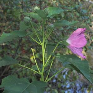 Photographie n°192435 du taxon Hibiscus roseus Thore ex Loisel.
