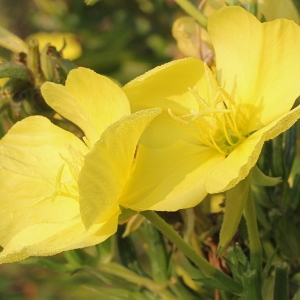 Photographie n°192436 du taxon Oenothera suaveolens Desf. ex Pers. [1805]