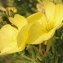  Marie  Portas - Oenothera suaveolens Desf. ex Pers. [1805]