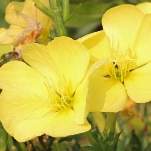 Photographie n°192437 du taxon Oenothera suaveolens Desf. ex Pers. [1805]
