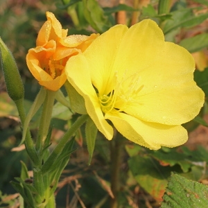 Photographie n°192439 du taxon Oenothera suaveolens Desf. ex Pers. [1805]