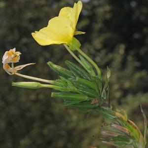 Photographie n°192441 du taxon Oenothera suaveolens Desf. ex Pers. [1805]