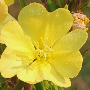 Oenothera suaveolens Desf. ex Pers. (Onagre à odeur suave)