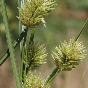 Photographie n°192448 du taxon Cyperus rigens C.Presl