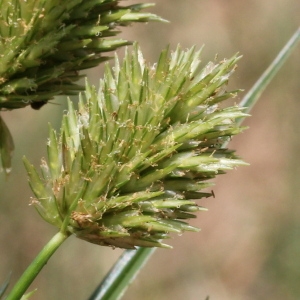 Cyperus rigens C.Presl