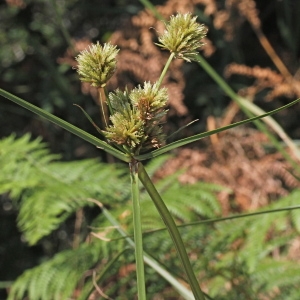  - Cyperus rigens C.Presl