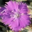  Marie  Portas - Dianthus gallicus Pers. [1805]