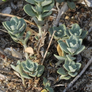 Photographie n°192464 du taxon Alyssum loiseleurii P.Fourn. [1936]