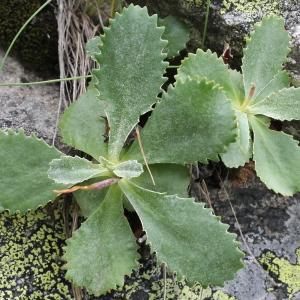  - Primula marginata Curtis [1792]