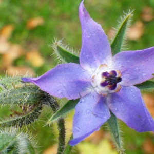 Photographie n°192537 du taxon Borago officinalis L. [1753]